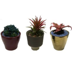 Succulents Package in Maroon/Gold/Clay Pot