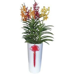 Aranda Mix Colors in tall ceramic pot (1.2mH) 百花盛开