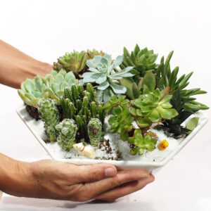 Assorted Succulents Deluxe Gift Arrangement In White Modern Polygonal Bowl