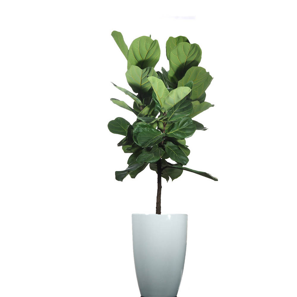 Fikus Lyrata in Ceramic Pot