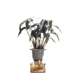 Alocasia Amazonica (in water culture pot)