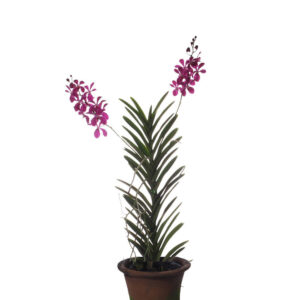 Aranda Chao Praya Boy Pink