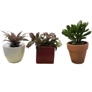 Succulents Package White Red Terracotta Pot
