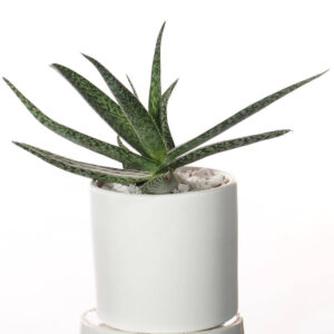 Aloe variegated (雪花芦荟) in ceramic pot