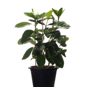 Gardenia jasminoides (0.6mH)