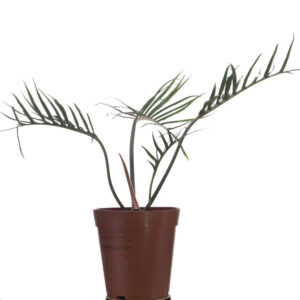 Philodendron Tortum (0.4mH)