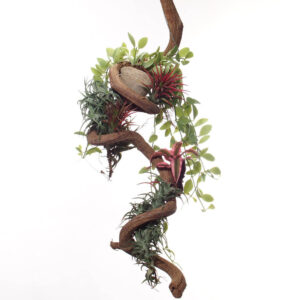 Hanging/Trailing Plant