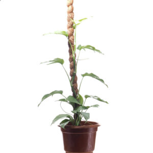 Rhaphidophora tetrasperma on pole