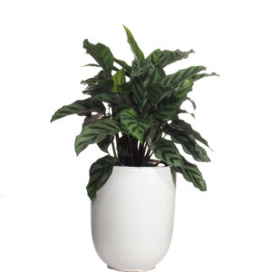 Calathea Concinna, zebra plant waterculture in ceramic pot