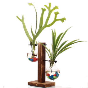 Water-culture plants