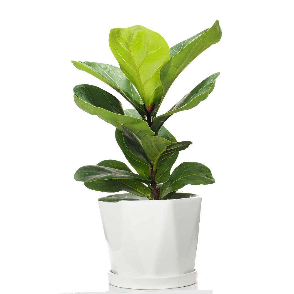 Ficus lyrata, Fiddle-leaf fig in ceramic pot - Woon Leng Nursery