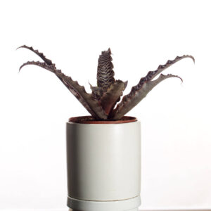 Cryptanthus, Earth Stars in white ceramic pot