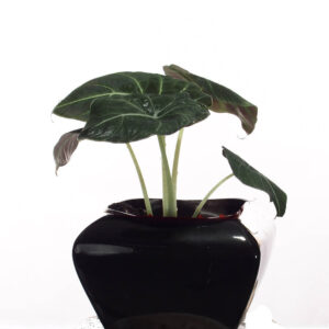 Alocasia Reginula, Alocasia Black Velvet in ceramic pot
