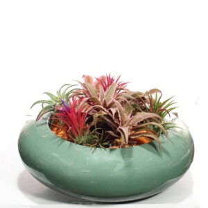 Cryptanthus, Tillandsia ionantha arrangement in Jade Green Bowl