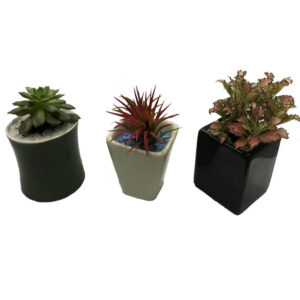 Succulents Package Green White Black
