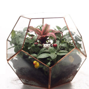 Miniature Fittonia in Football Terrarium