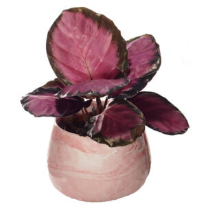 Goeppertia Roseopicta Rosy in ceramic pot