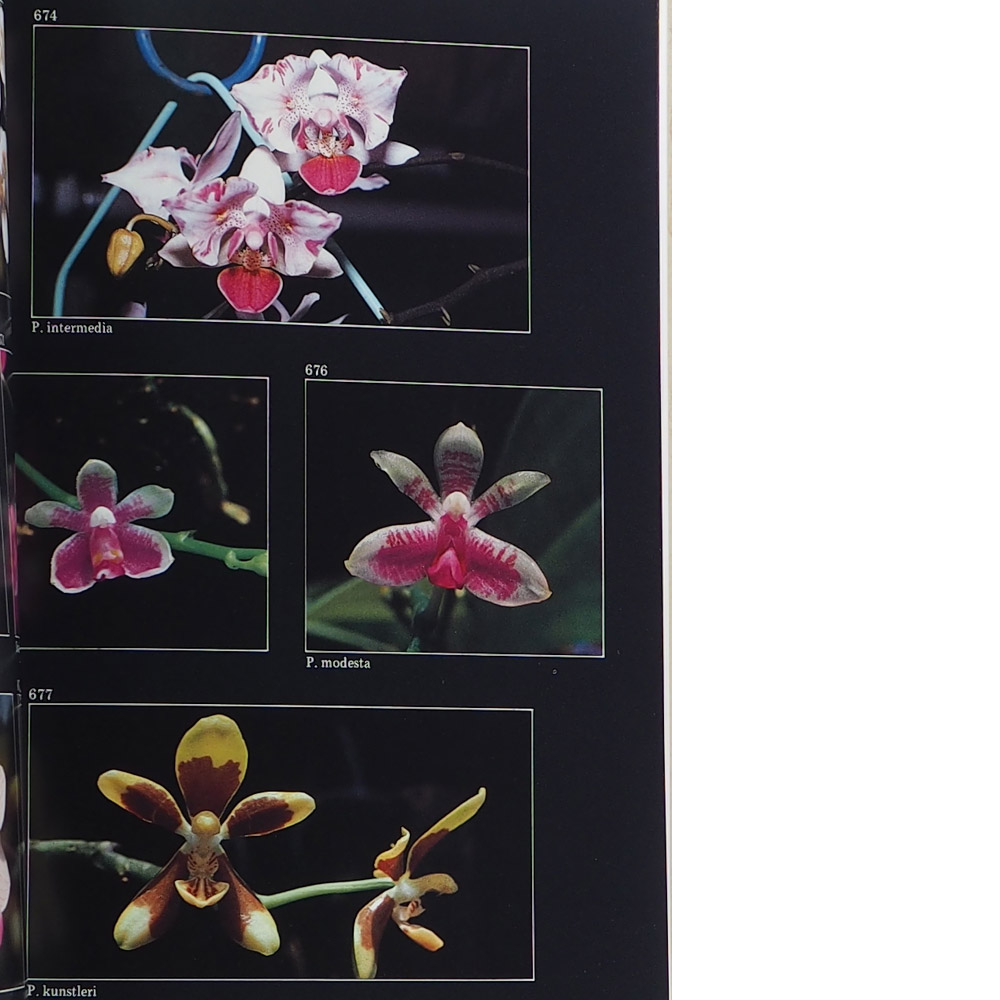 Orchid Book, Phalaenopsis Kingdom，蝴蝶兰王国 - Woon Leng Nursery
