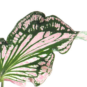 Caladium Thai Beauty