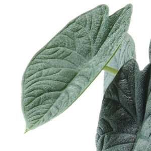 Alocasia Melo "Dark" white ceramic pot