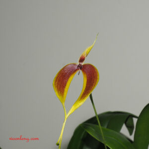 Bulbophyllum maxillare