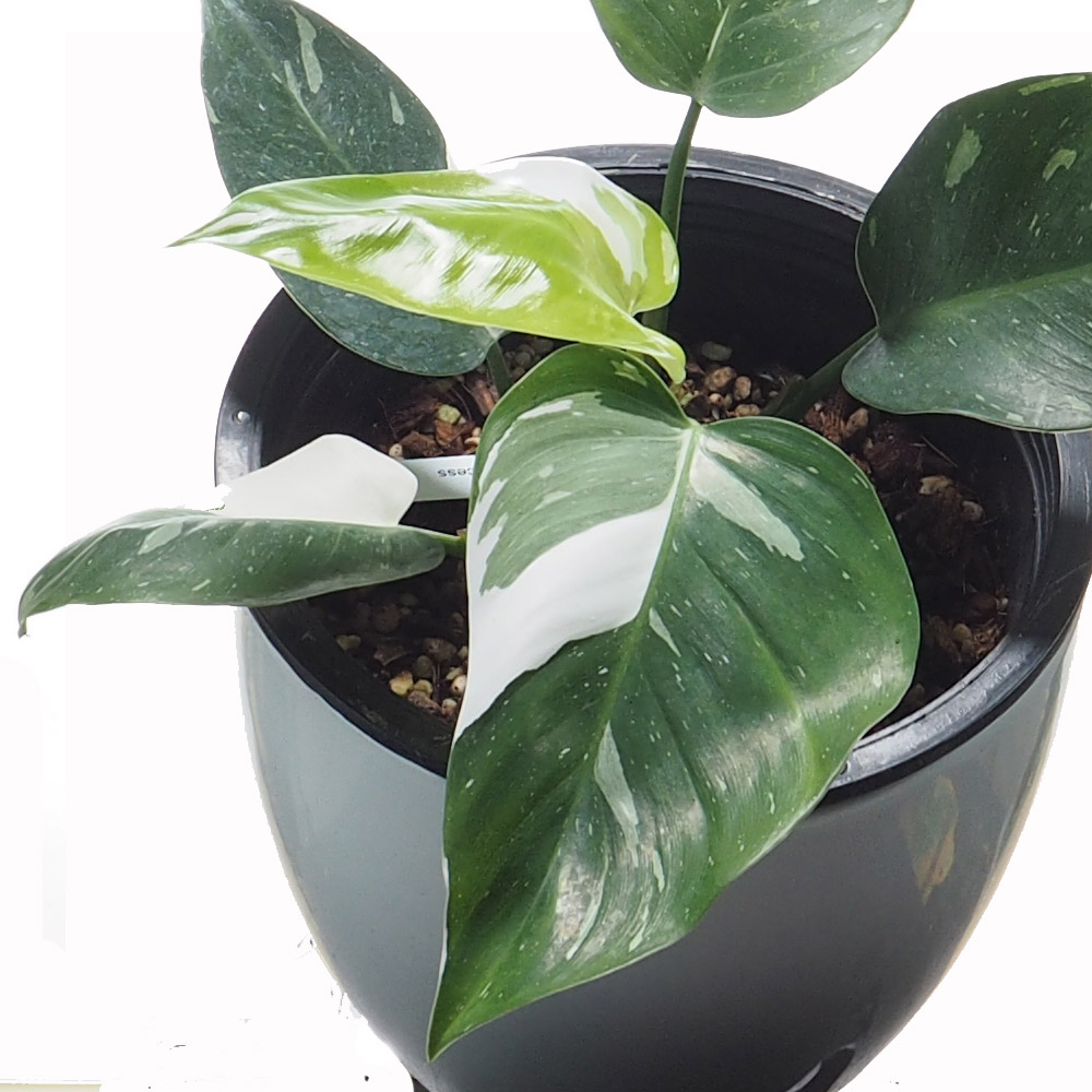 Philodendron White Princess Woon Leng Nursery