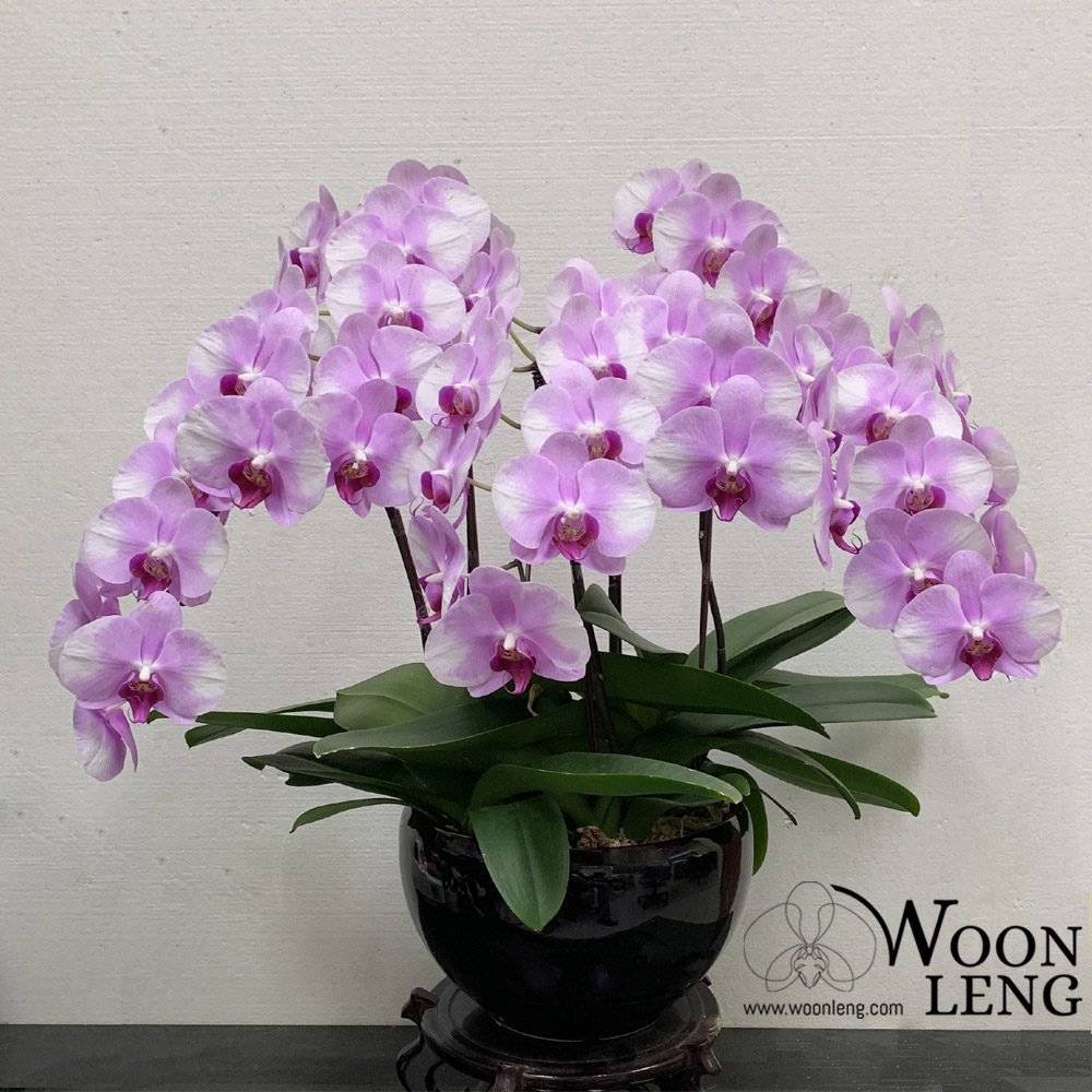 5 phalaenopsis in 1 pot - Woon Leng Nursery