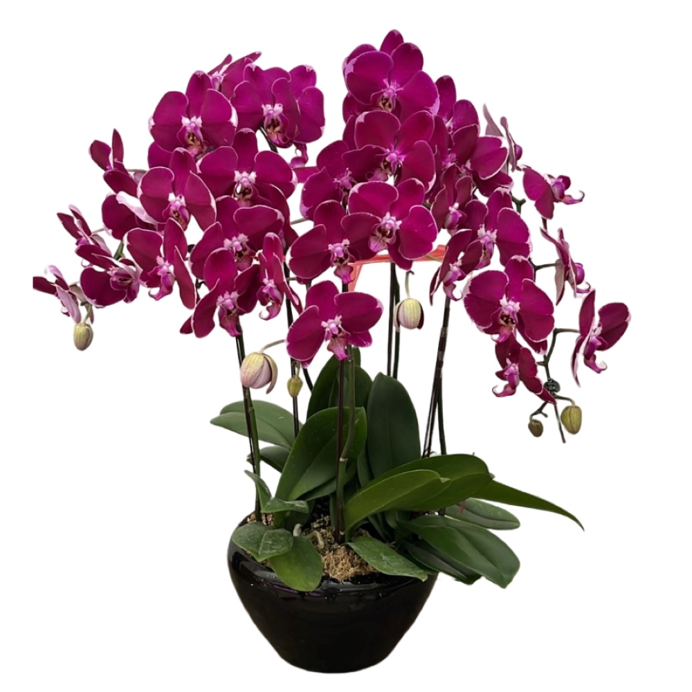 5 phalaenopsis in 1 pot - Woon Leng Nursery