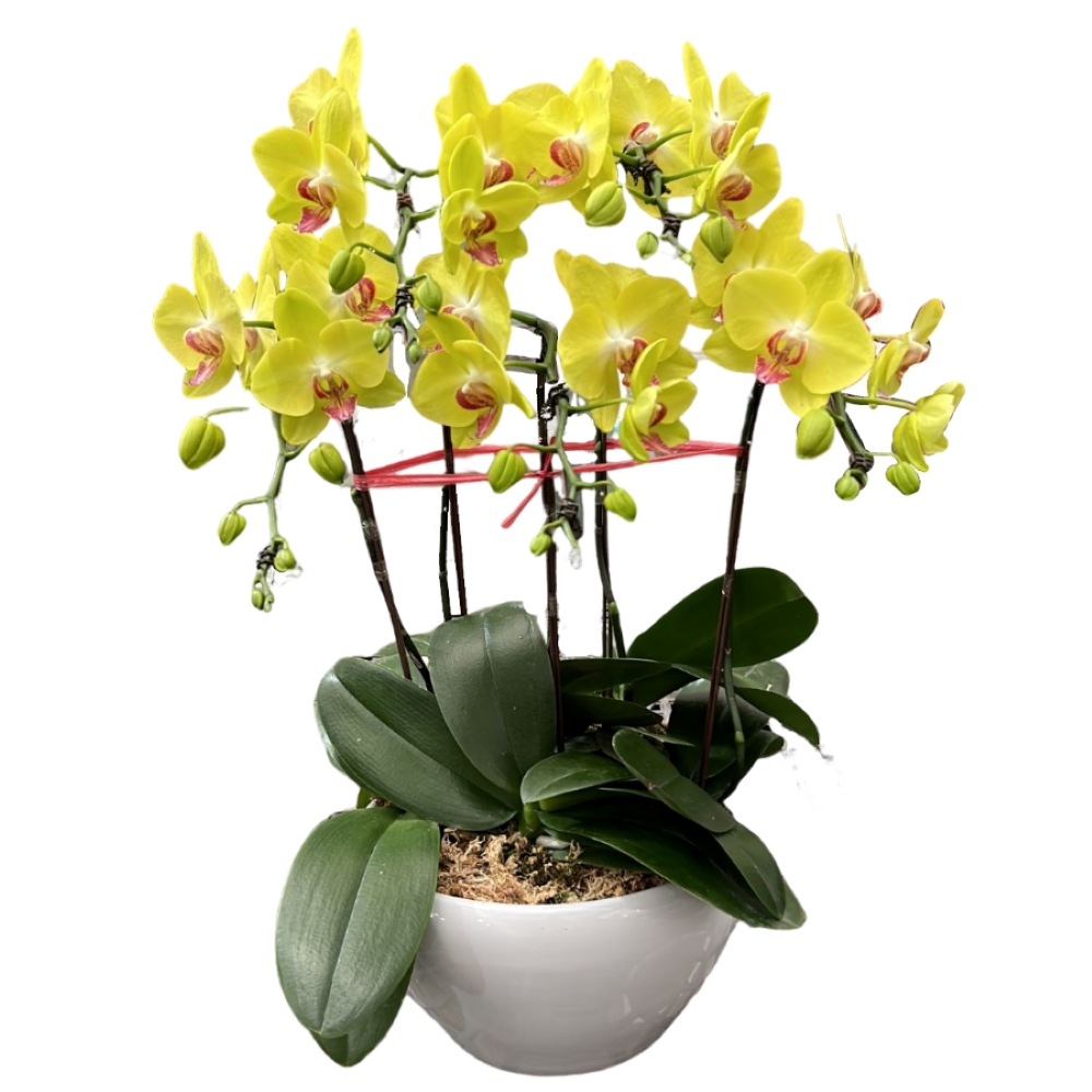 5 phalaenopsis in 1 pot - Woon Leng Nursery