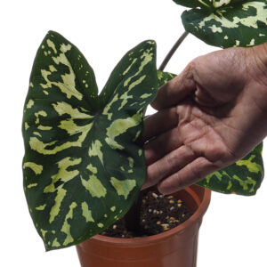 Alocasia Hilo Beauty