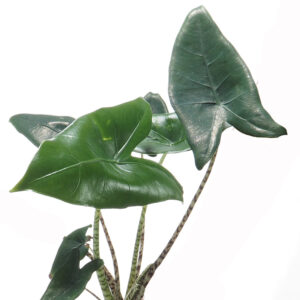 Alocasia Zebrina (0.4-0.5m) in ceramic pot