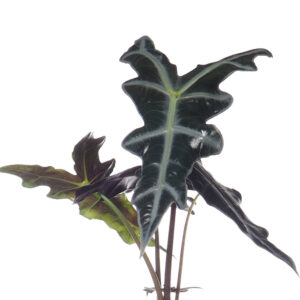 Alocasia nobilis (0.25mH)