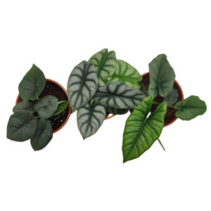 Amazing Attractive Alocasias (Bundle of 3)