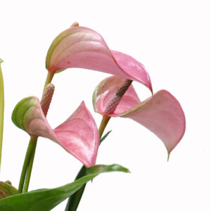 Anthurium Peach Pink