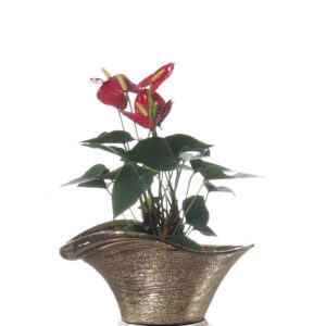 Anthurium mini red in ceramic pot 0.3 m (soil)