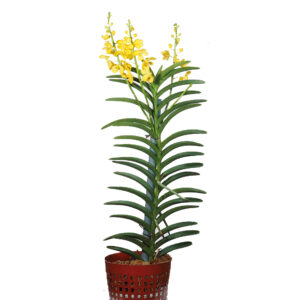 Aranda Chao Praya Gold