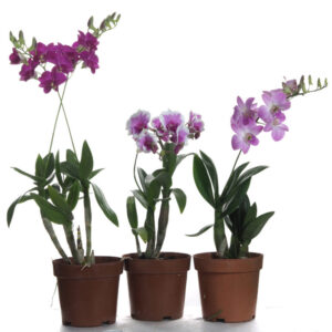 Dendrobium Miniature 3 pots of our choice