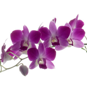 Dendrobium 6" Pot New Bon