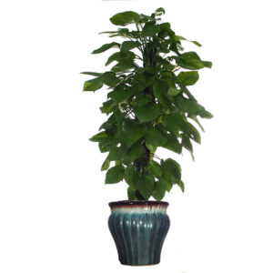 Epipremnum aureum, Money plant in ceramic pot