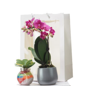 Phalaenopsis Miniatures Gift Set