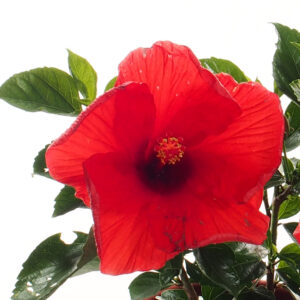 Hibiscus Pink and Red