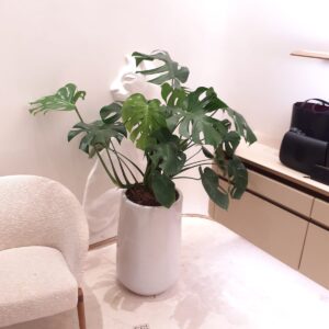 Monstera deliciosa, Swiss Cheese Plant in tall ceramic pot
