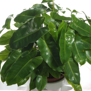 Philodendron 'Burle Marx' in White Ceramic Pot (0.4m)