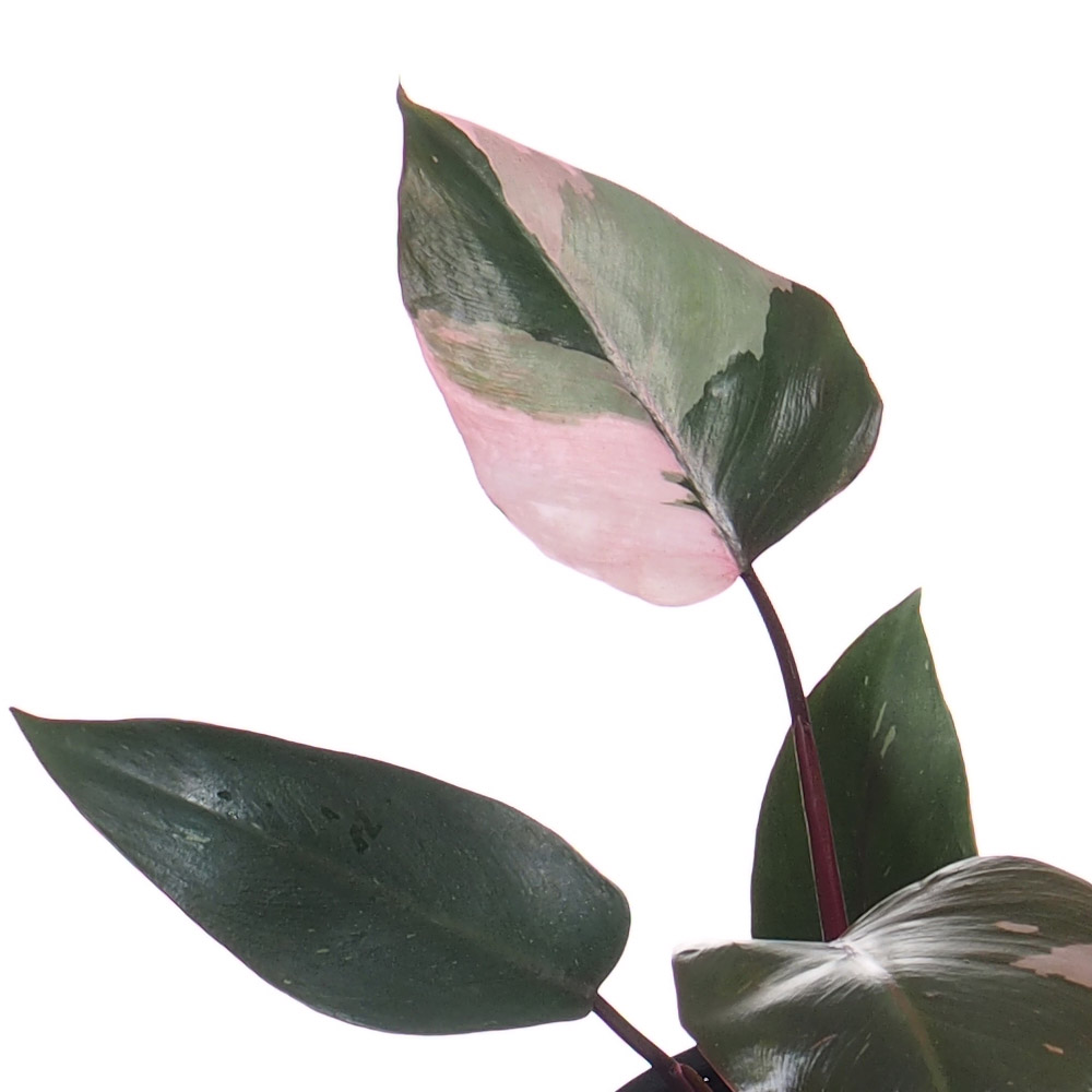 Philodendron Pink Princess (0.30m) - Woon Leng Nursery