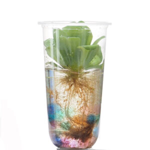 Pistia stratiotes, Water Lettuce (0.08m)