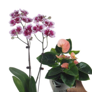 Potted Phalaenopsis and Anthurium Bundle