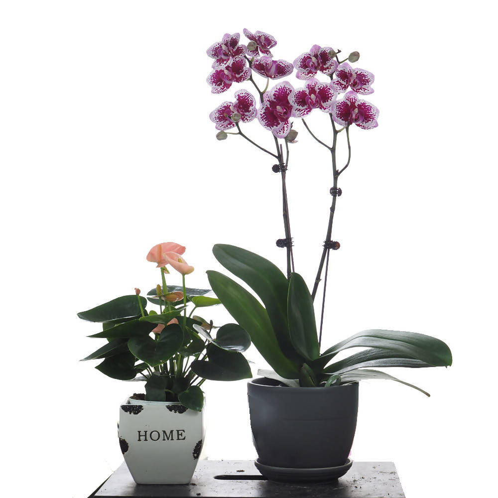 Potted Phalaenopsis and Anthurium Bundle - Woon Leng Nursery