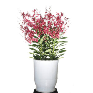Arrangement 5 in 1-Renanthera Hybrid