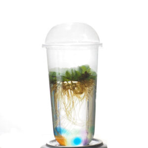 Salvina Natans, Floating Fern (0.08m)