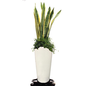 Sansevieria, Snake Plant 60cm with Peperomia/lipstick/Ivy plants in tall pot